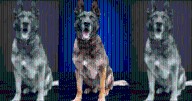 Retired Arkansas State Police K9 Beau dies at 12