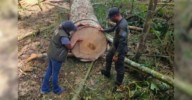 Operativos ambientales dejan 13 capturados y más de 1.900 piezas de guadua decomisadas en el Quindío