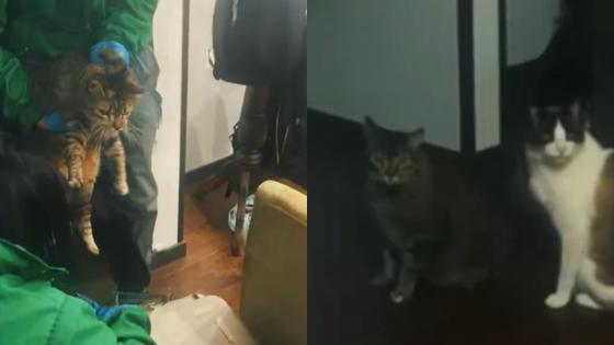 Autoridades rescataron dos gatos del presunto agresor de la perrita Samanta en Bogotá