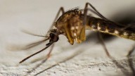 Nuevo León registra una muerte por dengue; van 48 confirmadas esta semana en México
