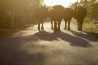 Romania reports bluetongue outbreak in cattle, WOAH agency says
