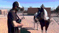 Las Vegas veteran finds healing at horse rescue ranch