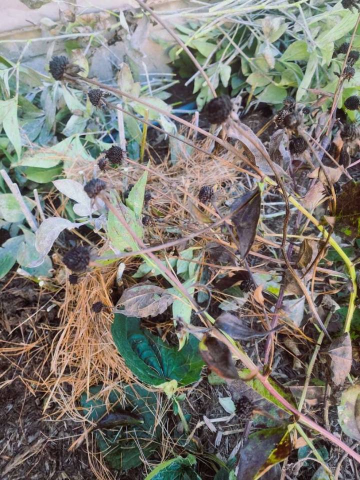 Fall Garden cleanup is underway