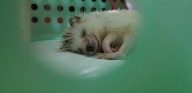 New Linux patch lets you cancel the hibernation process • The Register
