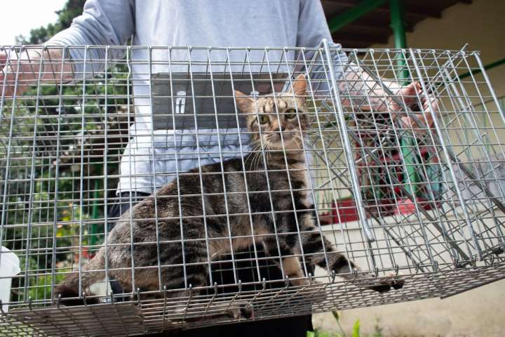 Van más de 400 gatos ferales esterilizados en el Valle de Aburrá