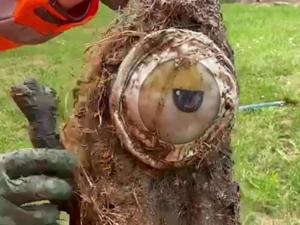 Kevin the Minion flushed down toilet blocks drain for neighborhood