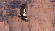 How some Utah hunters can get $800 gift card