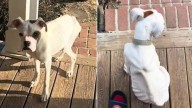 A Boxer Pup Shows Up Hungry On A Porch In Tennessee And Finds The Love He Was Missing
