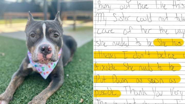 In South Carolina, A Dog Is Abandoned At A Shelter Gate With A Heartbreaking Request