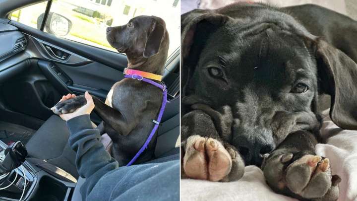 New York Foster Mom Learns Her Rescue Dog Has A Heart