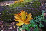 West Seattle Blog… | Alki Beach trick-or-treating, West Seattle Ski Swap, more – here’s your Saturday event lists, Hallo-weekend and non-Hallo-weekend
