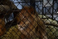 6 lions rescued from Quebec roadside zoo relocated to United States