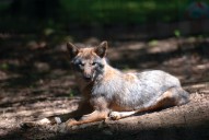‘Aggressive’ coyote tests positive for rabies after attacking N.J. resident