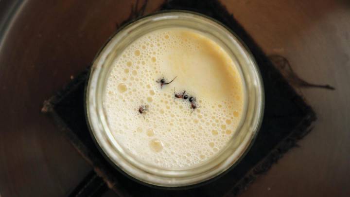 La receta balcánica del “yogur de hormigas” llega a la alta cocina del restaurante Alchemist