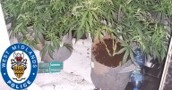 Location of £1million cannabis den revealed by police as man busted inside loft