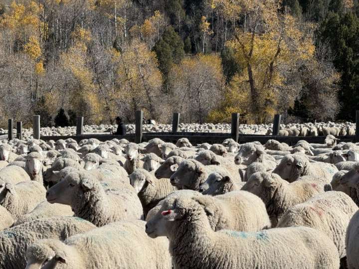 Thousands of sheep will take over Brigham City on Saturday; a nearly 100
