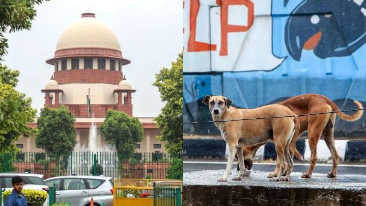 No Respect For Court Orders: SC Slams States Again Over Stray Dog Case, Says 'Everyone Is Asleep'