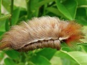 Alerta en Jalisco por presencia de la ‘Oruga Peluche’, la más peligrosa de Norteamérica