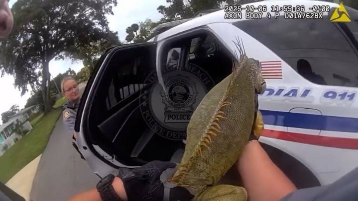Iguana breakout: Florida police in pursuit of scaly suspect