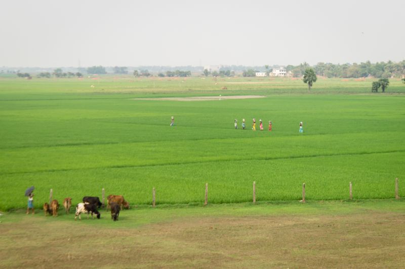 Drying of Gangetic Plains, flooding in north-west concern for food security, impacts irrigation infrastructure: Study