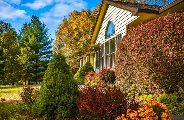 10 Shrubs to Plant This Fall With Colorful Foliage