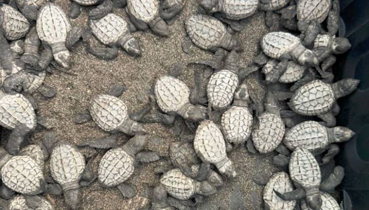 Panamá rescató a más de 20 animales silvestres en un mes: la historia detrás del operativo ambiental