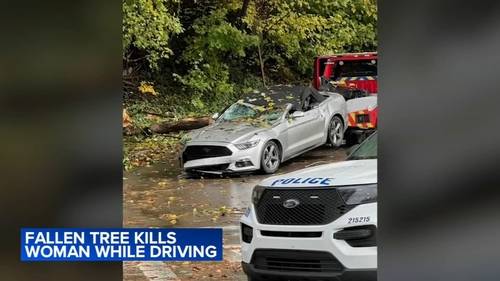 Woman killed after tree falls on moving car in the East Falls section of Philadelphia