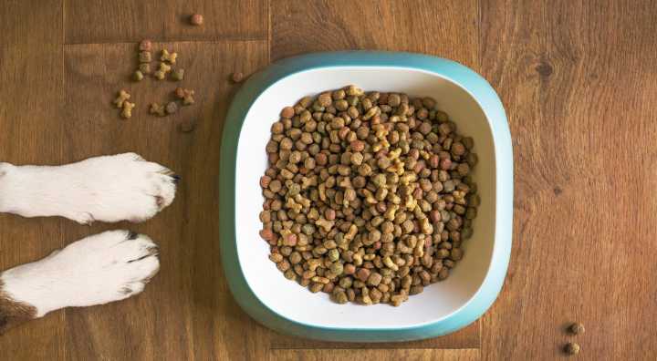 Retiran COMIDA para PERROS por bacteria PELIGROSA que también enferma a humanos