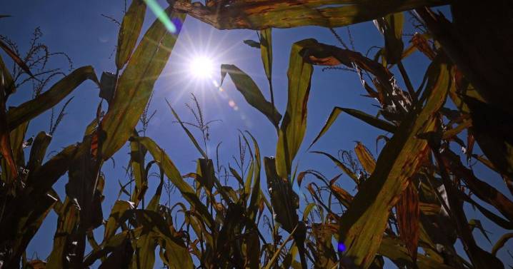 Why St. Louis summers are becoming longer, falls shorter