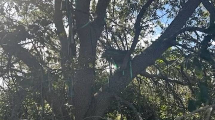 El Servicio Secreto encuentra un puesto de caza "sospechoso" cerca de la zona de aterrizaje del Air Force One en Florida