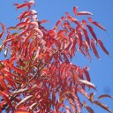 Autumn Foliar Color Is Chill