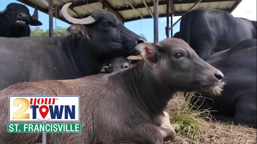 2 Your Town St. Francisville: Bayou Sarah Farms brings water buffalo pastures to Louisiana