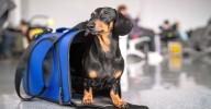 'Quite difficult': Expert's warning about taking your pet on a plane