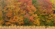 Foliage update: Fall colors erupt across much of region