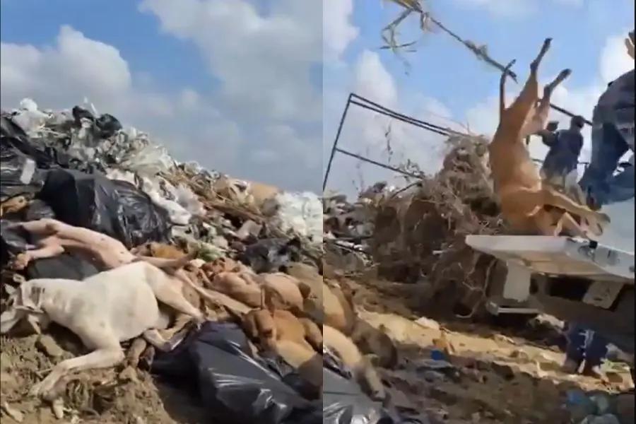 Perros y gatos arrojados en zanja de Coahuila (Video)