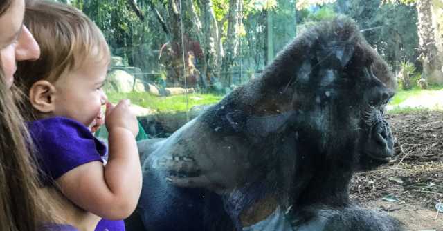 WATCH: Visitors Shocked When Gorilla Breaks Layer of Glass at San Diego Zoo