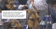 “Cuando se tiene corazón y vocación”: veterinario se hace viral al explicarle a un perro su cirugía