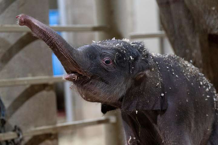 Columbus Zoo welcomes second Asian elephant calf this year