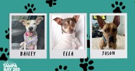 Rescues in Action: Ella, Bailey and Jason