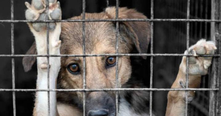 Finca La Lonja: piden juicio para una mujer que llevó a su perrita al descampado y la ahorcó con un cable