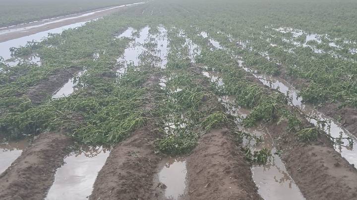 Los Altos: hay pérdidas totales en cultivos y daños en el sector tabacalero