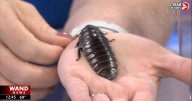 Cockroaches visit the WAND studios from Scovill Zoo