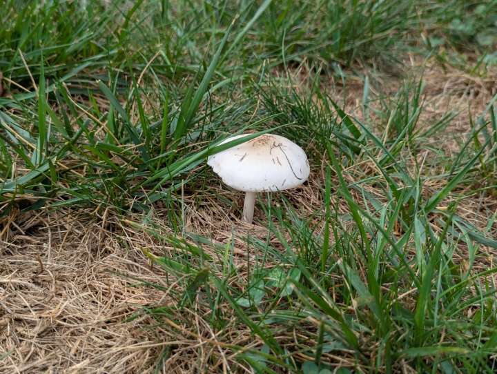 Garden Q&A: Why are mushrooms appearing in my lawn?