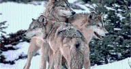 FWP is in the wolf management hot seat