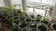 10 Garden Vegetables That Grow Beautifully Indoors Throughout Winter