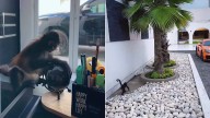 Mono araña encontrado en Tecamachalco sería del empresario Julio Torres; lo presumía en redes sociales