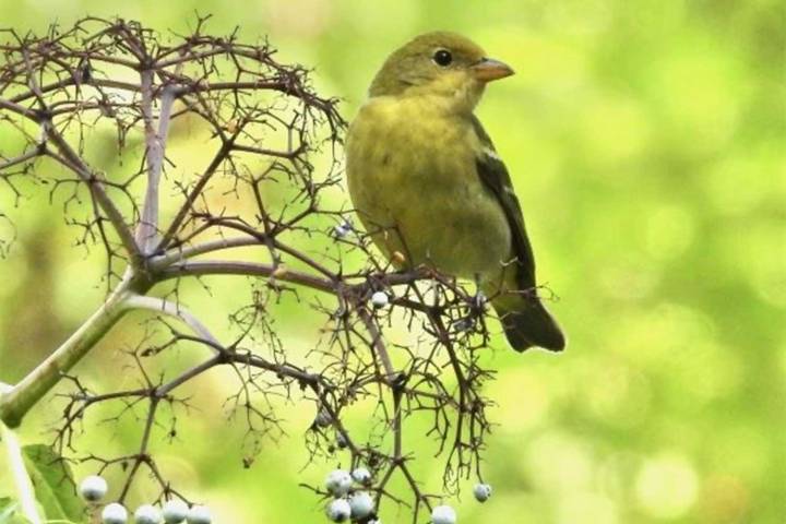 Birders of a Feather 