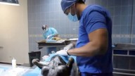 Arrancará campaña masiva y gratuita de esterilización de mascotas en León