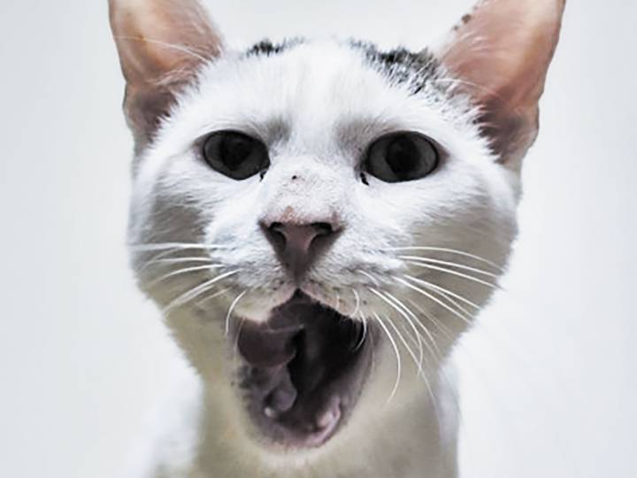 Pet of the week • 10