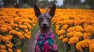 Xoloitzcuintles: compañeros en la vida y la muerte... esta es la historia de esta raza sin pelo